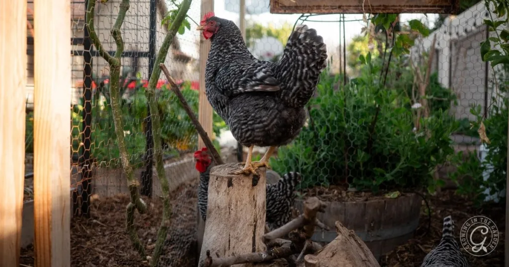 A black and white chicken stands on a tree stump inside a fenced garden area with greenery around—the perfect scene for anyone looking to start a flock of healthy backyard chickens.