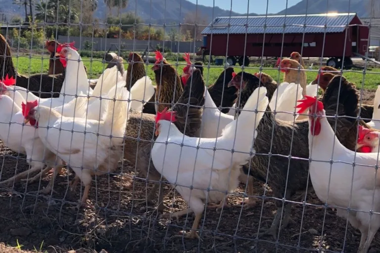 Arizona Backyard Chickens: A Guide for Beginners featured image