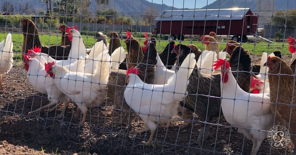 A group of healthy chickens stands behind a wire fence in a sunny outdoor farm setting with a red barn in the background—the perfect scene to inspire anyone ready to start a flock of backyard chickens.