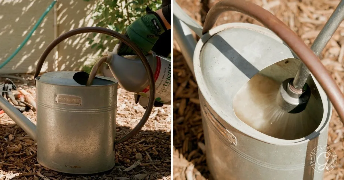 Left: Pouring liquid into a metal watering can&mdash;learn how to use Nutrient+; right: Filling the can with water from a hose.