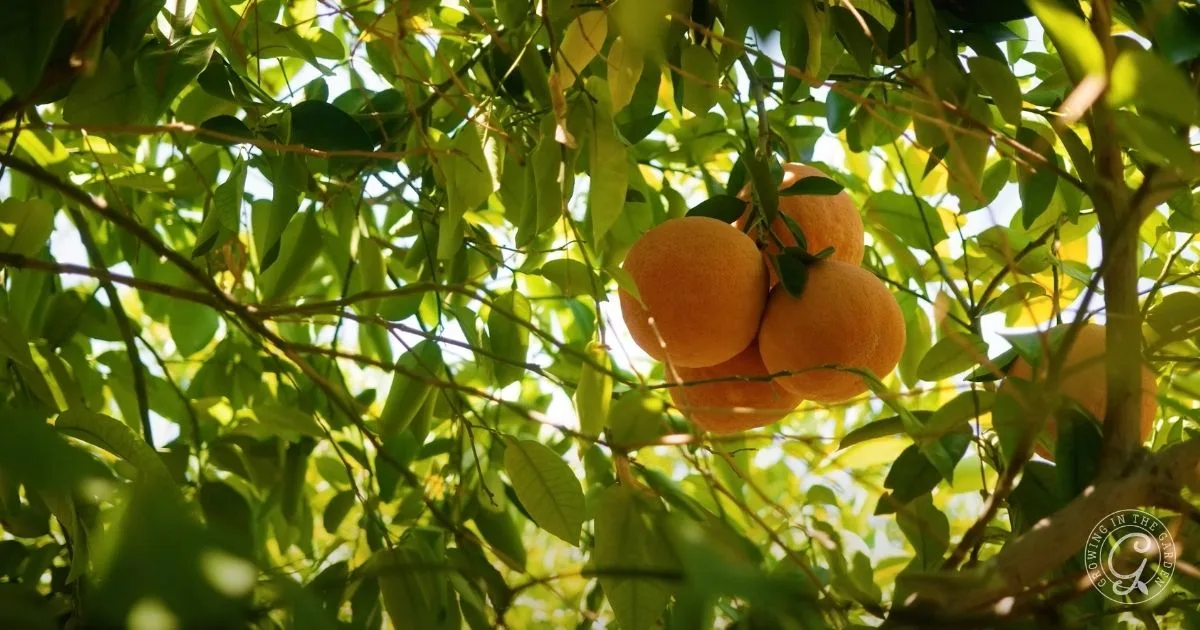 Oranges hanging from a tree branch, surrounded by green leaves and sunlight filtering through&mdash;discover how to use nutrient+ for vibrant, healthy fruit.