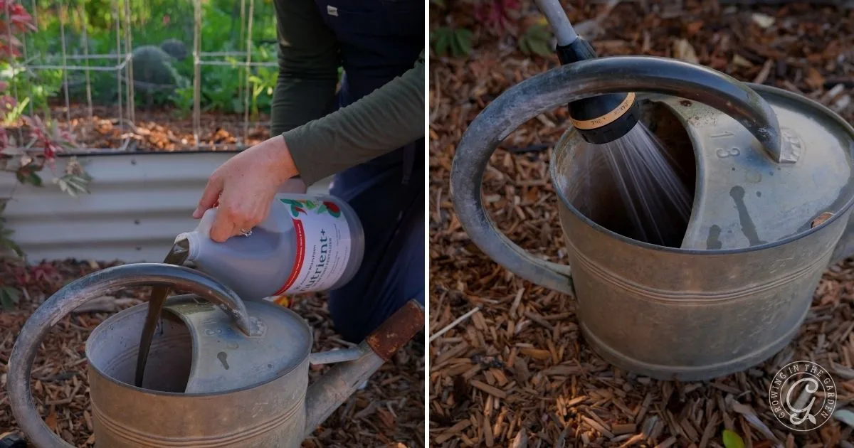 A person demonstrates how to use Nutrient+ by pouring the liquid fertilizer into a metal watering can, then filling it with water from a hose in the garden.