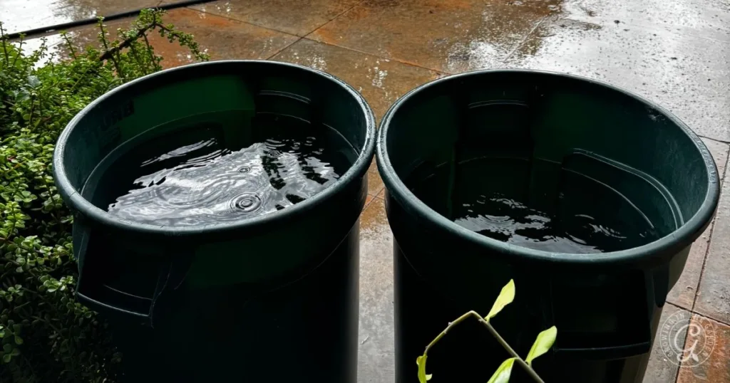 Two large green barrels collecting rainwater outside on a wet pavement, perfect for a garden and making liquid organic fertilizer, with plants nearby.