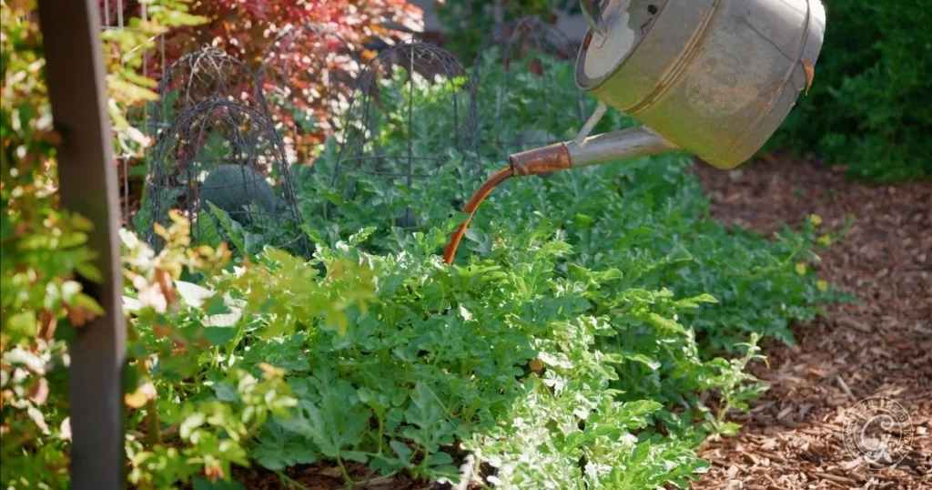 A watering can pours liquid organic fertilizer onto leafy green plants in a garden with mulch and sunlight, showing how to use natural nutrients for healthy growth.