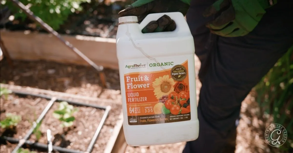 A gloved hand holds a container of AgroThrive Organic Fruit & Flower Liquid Fertilizer in a garden, showing how to use this liquid organic fertilizer for thriving blooms.