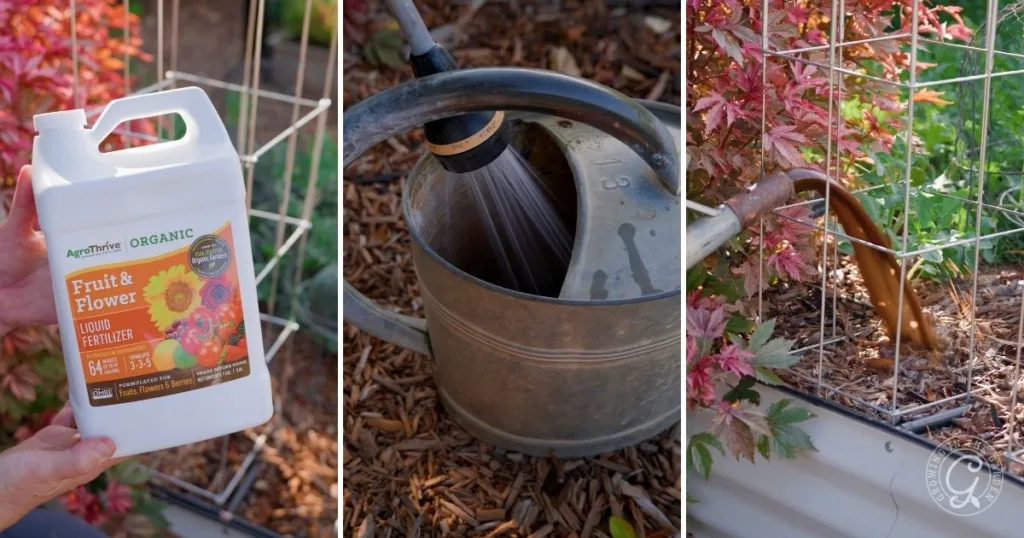 Three steps: pouring liquid organic fertilizer, mixing it in a watering can, then watering your garden plants with the mixture. Learn how and when to use this method for healthy growth.