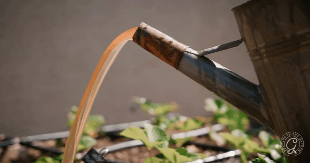 A metal watering can pours liquid organic fertilizer onto green seedlings in a garden bed, showing how to use it effectively to nourish your garden.