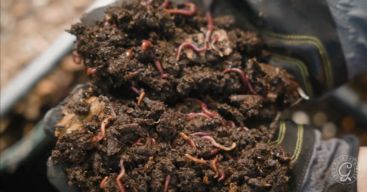 Gloved hands holding a clump of hydrophobic soil with many earthworms visible throughout.