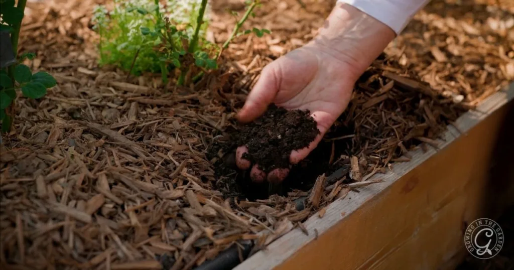 A hand holding hydrophobic soil over a garden bed covered with mulch and green plants.