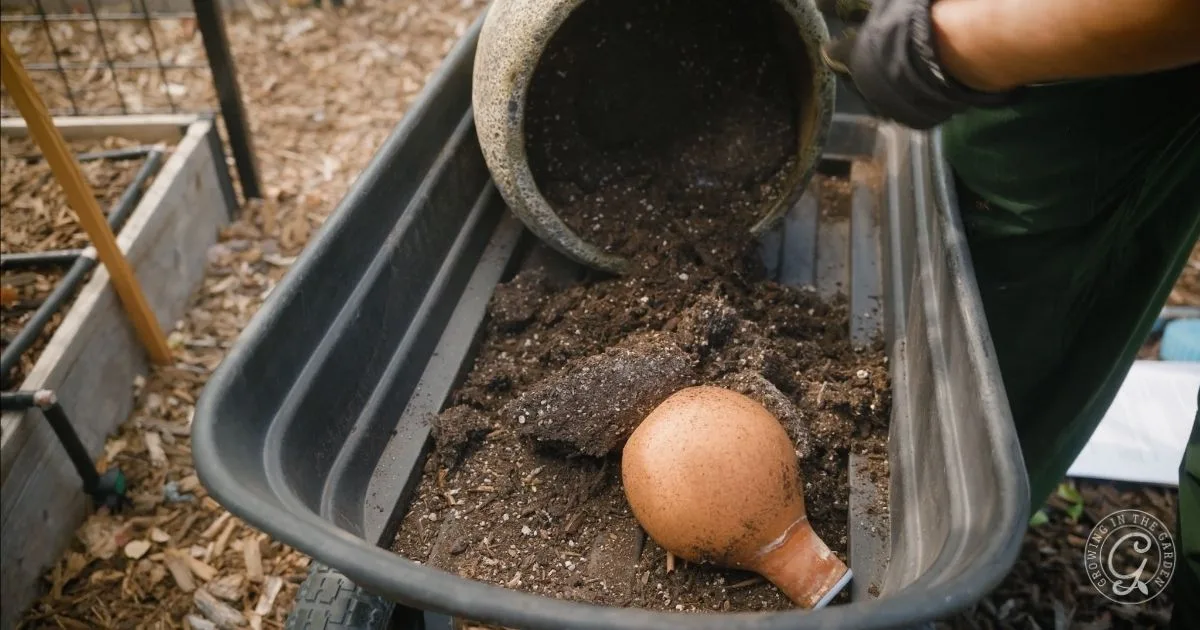 A person pours hydrophobic soil from a pot into a wheelbarrow, with a clay olla lying on the soil.