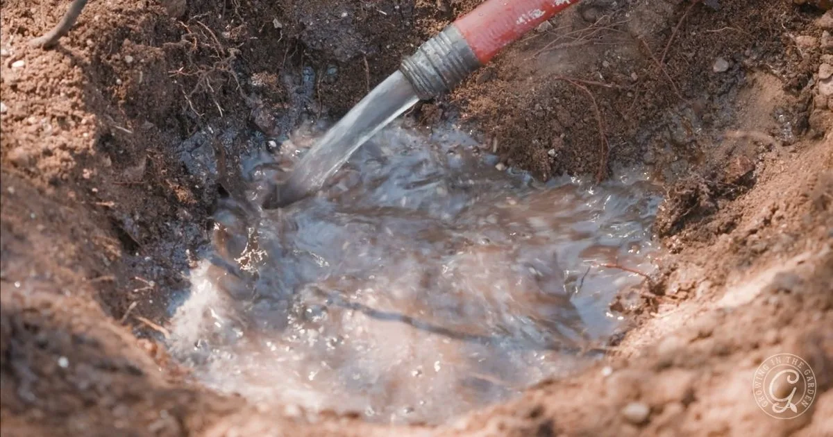 Water pouring from a hose into a hole in the ground, soaking the soil and roots, helps overcome hydrophobic soil by ensuring moisture penetrates deeply.