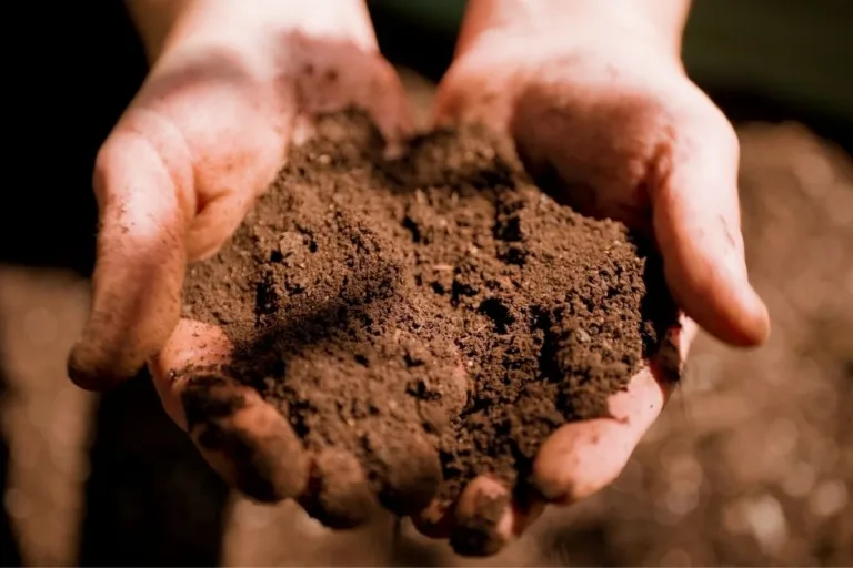 How to Fix Hydrophobic Soil in the Desert Garden featured image