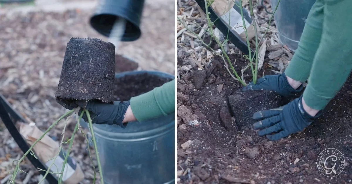 Person with gloves removing a plant from its pot and placing it into a hole in soil for planting, demonstrating what to plant in December for a thriving winter garden.