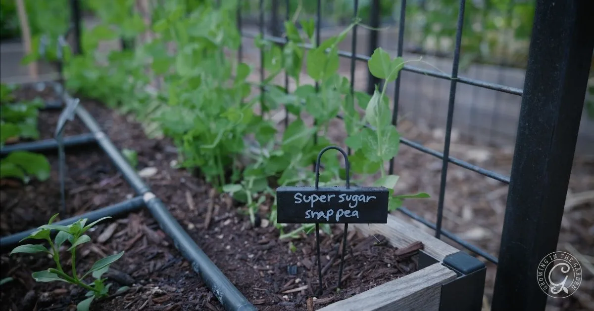 Green snap pea plants grow in a raised garden bed with a sign labeled Super Sugar Snap Pea, showing what to plant in December for a fresh, crisp harvest.