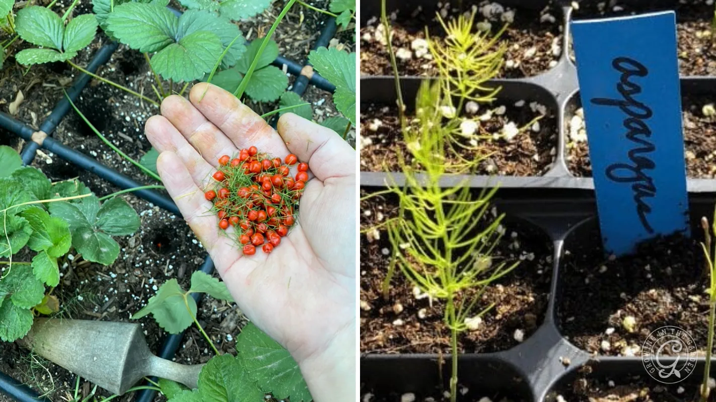 A hand holding red asparagus seeds next to a tray of young asparagus seedlings with an Asparagus plant marker.