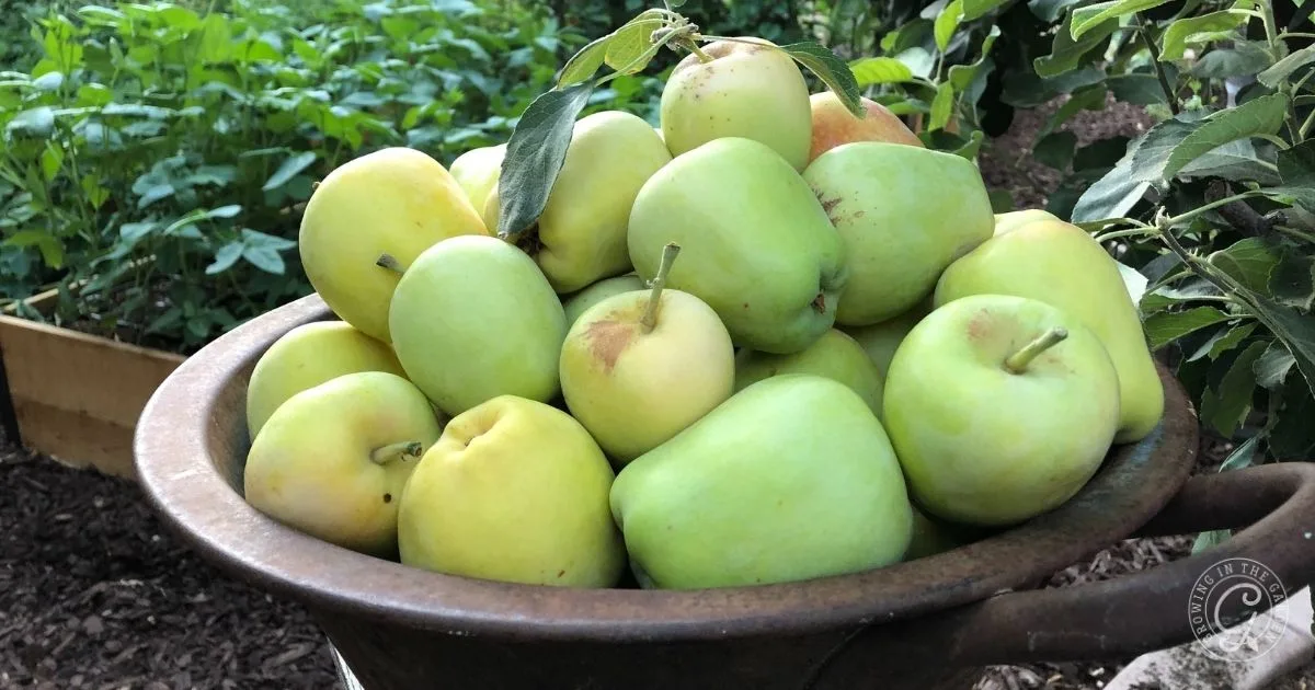 A bowl filled with freshly picked green apples&mdash;one of the best fruit trees for hot climates&mdash;sits outdoors in a garden.
