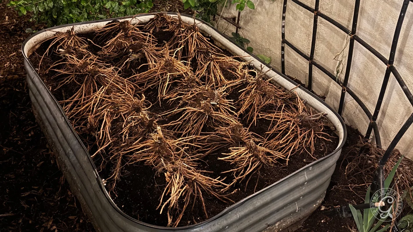 Bare asparagus crowns arranged in rows inside a metal garden bed.