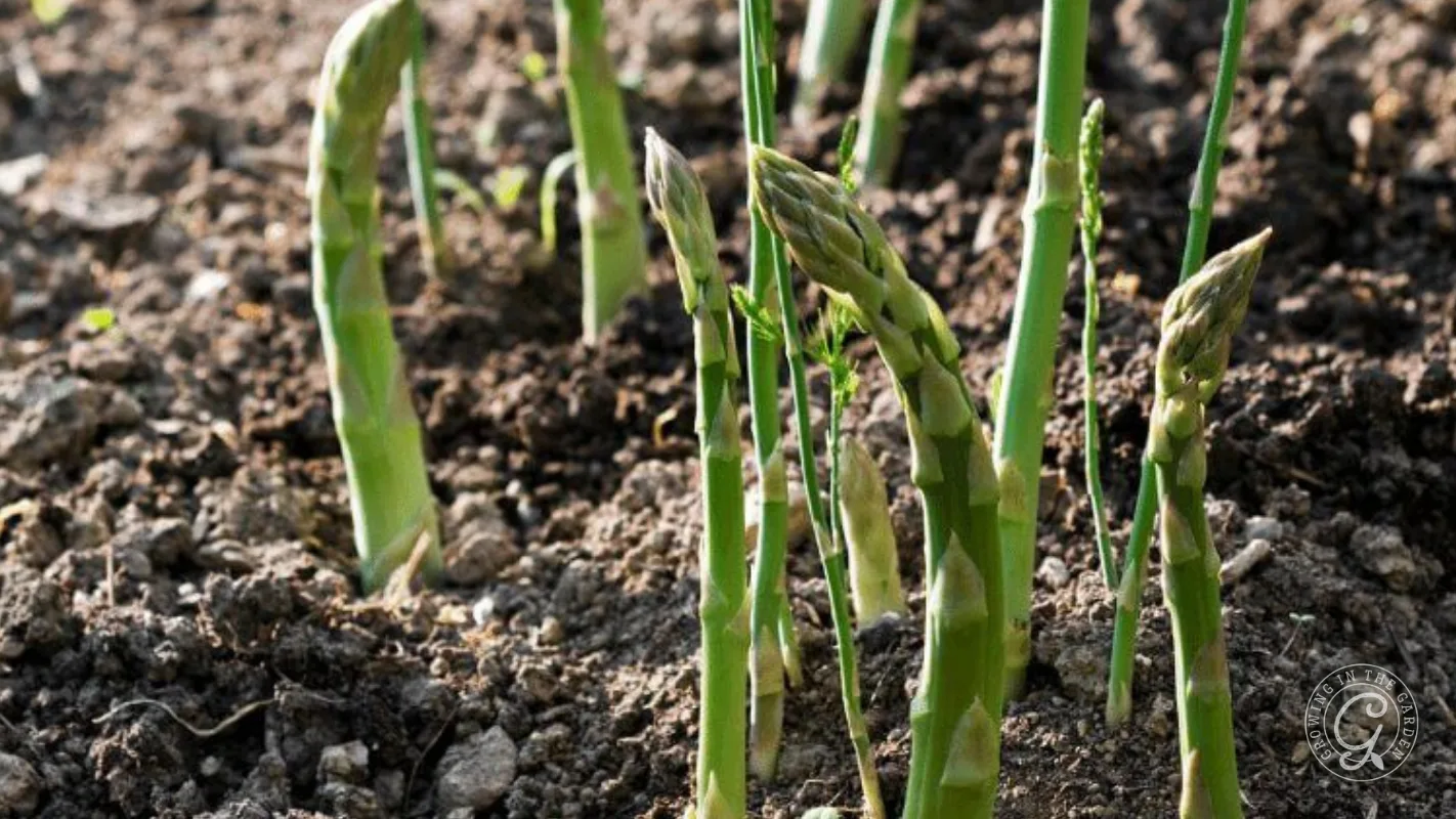 Young asparagus spears growing out of dark garden soil.