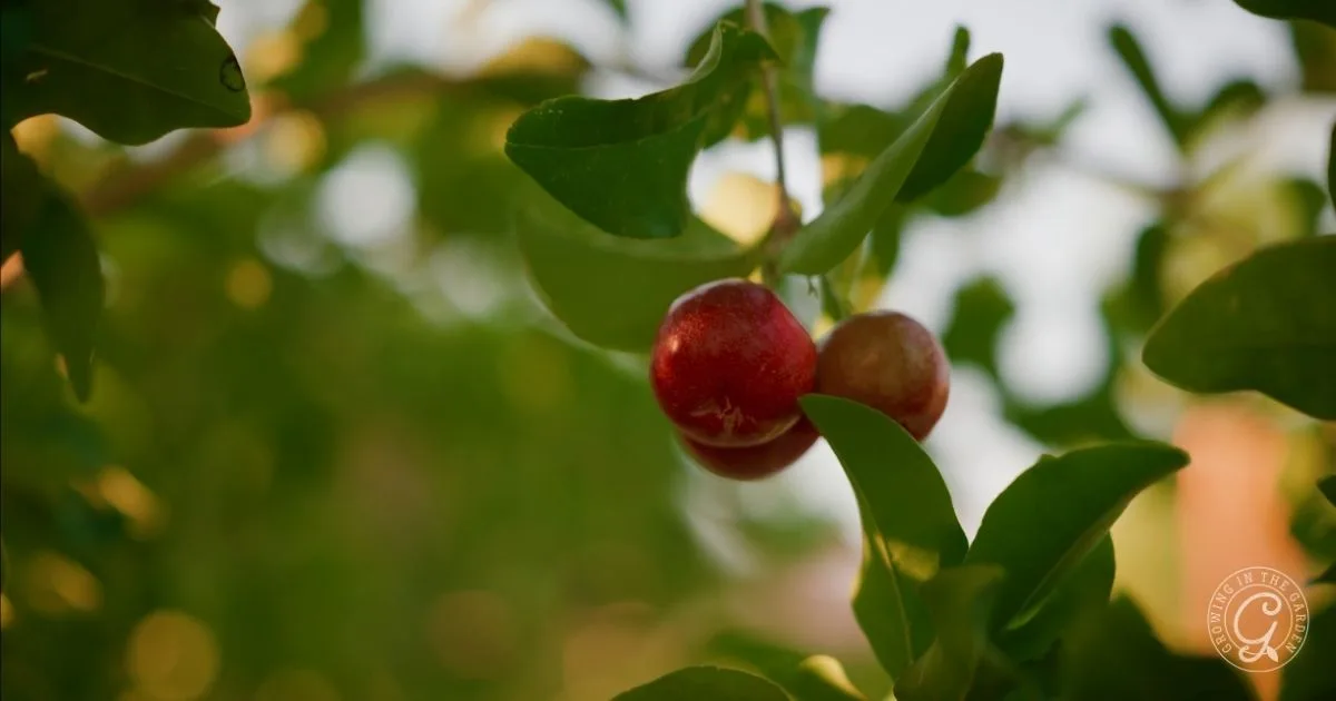 Two ripe red cherries hanging from a tree branch surrounded by green leaves, with a blurred background&mdash;an example of the best fruit trees for hot climates, perfect for gardens in Arizona.