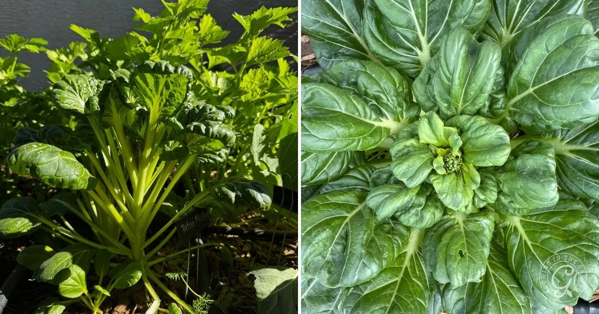 Left: green leafy celery plant growing; right: top view of Bok Choy, a lush Asian green vegetable. Grow Bok Choy successfully using hot climate tips for a thriving garden harvest.