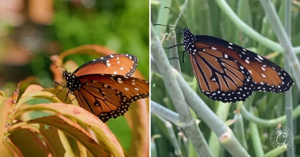 Two orange and black butterflies with white spots perch side by side on green plants, sipping nectar—an enchanting scene from a Butterfly Garden Arizona, where milkweeds attract these beautiful visitors.