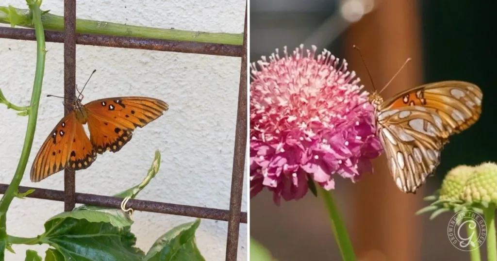 Left: An orange butterfly on a metal fence. Right: The same butterfly sipping nectar from a pink flower, wings closed, in a Butterfly Garden Arizona filled with milkweeds.