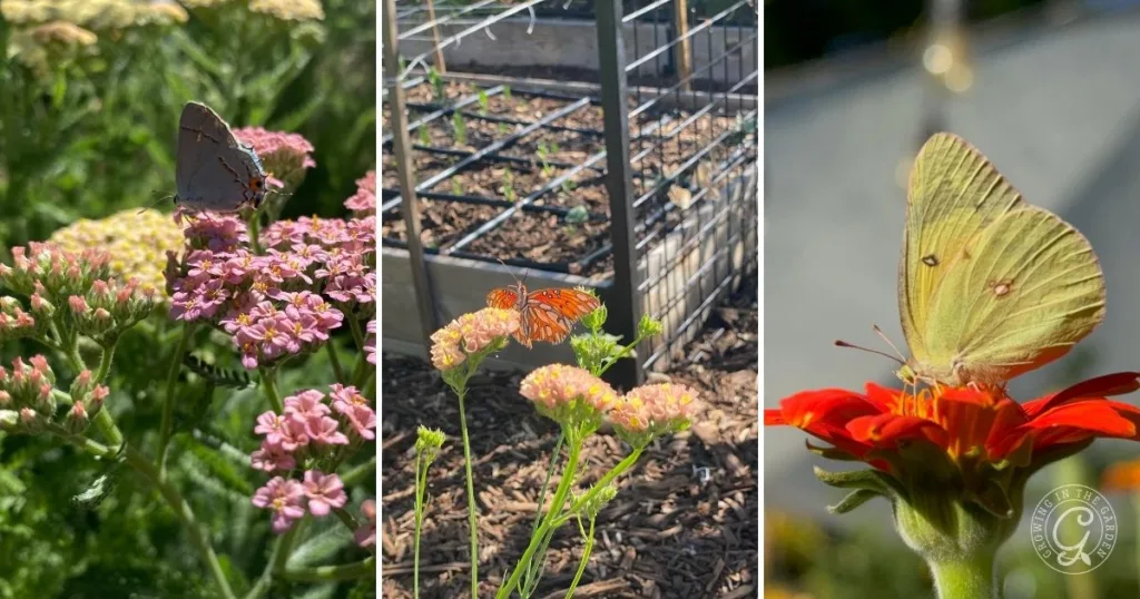 Three panels showing butterflies sipping nectar from flowers in a Butterfly Garden Arizona, with green plants, milkweeds, and garden beds in the background.