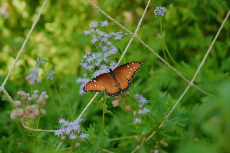How to Attract Butterflies to Your Garden in Arizona featured image