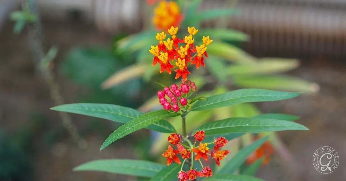 Close-up of a plant with green leaves and clusters of small red and yellow flowers, perfect for a Butterfly Garden in Arizona; milkweeds like these attract pollinators.