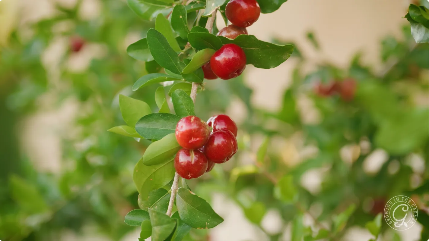 Close-up of red acerola cherries hanging on a branch with green leaves in natural light.
