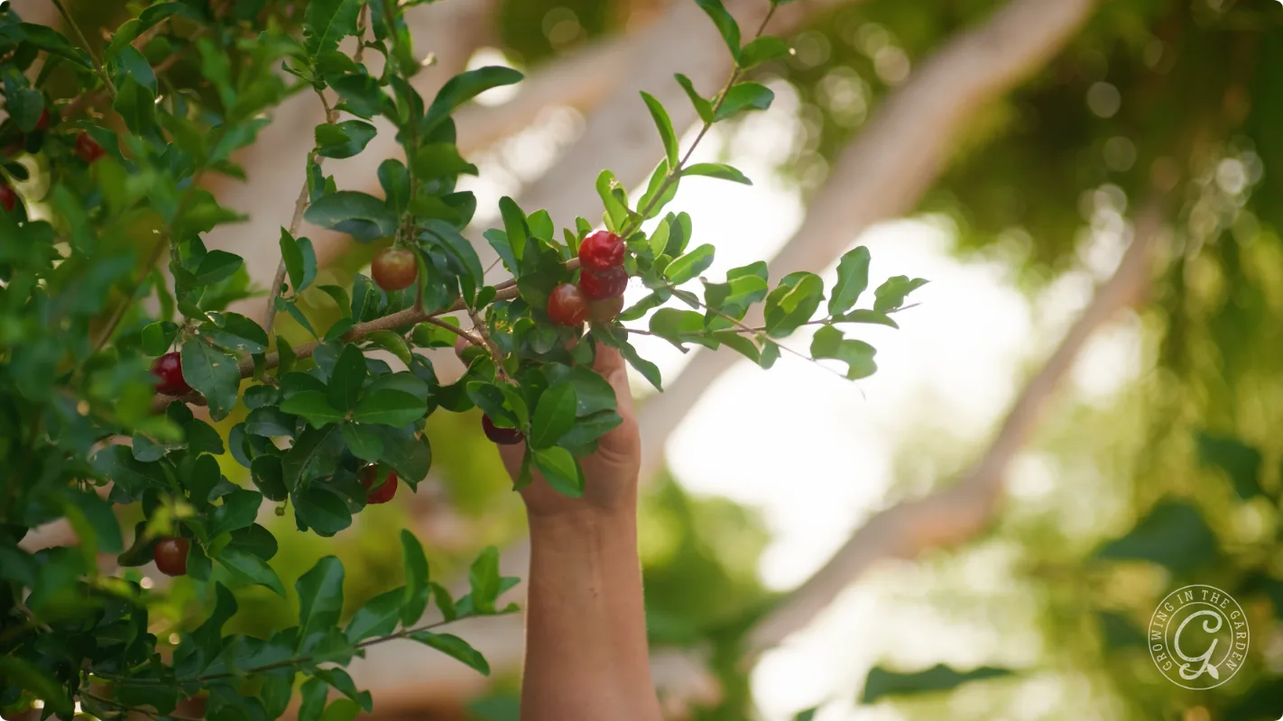 A hand reaching up to pick a red cherry from a leafy green tree branch outdoors.