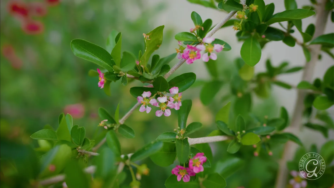 Small pink flowers and green leaves on a shrub with a blurred background.