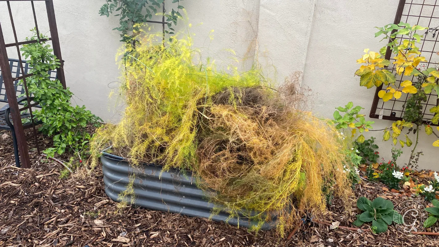 A metal raised garden bed containing yellowed, dormant asparagus ferns.