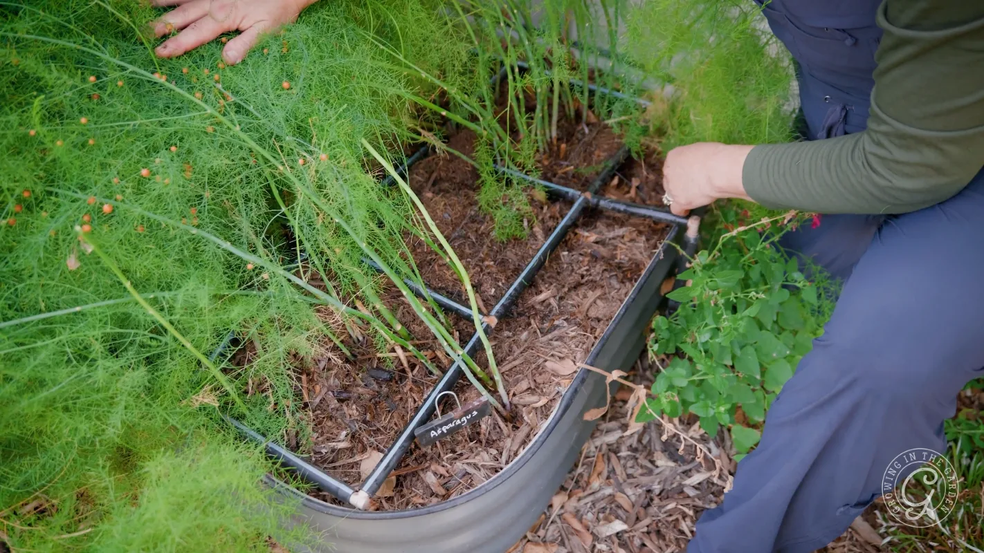 A person tends to an asparagus plant in a raised garden bed with a grid irrigation system.