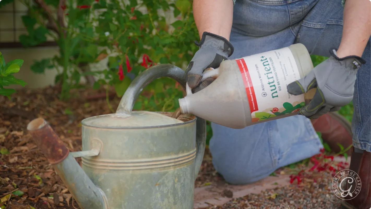 A person pours liquid plant nutrient from a bottle into a metal watering can in a garden.