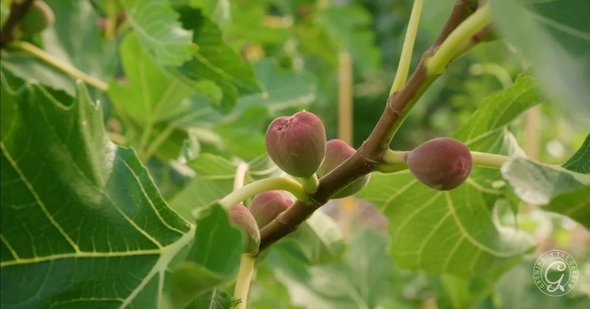 Close-up of figs growing on a branch surrounded by large green leaves&mdash;one of the best fruit trees for hot climates and ideal for Arizona gardens.