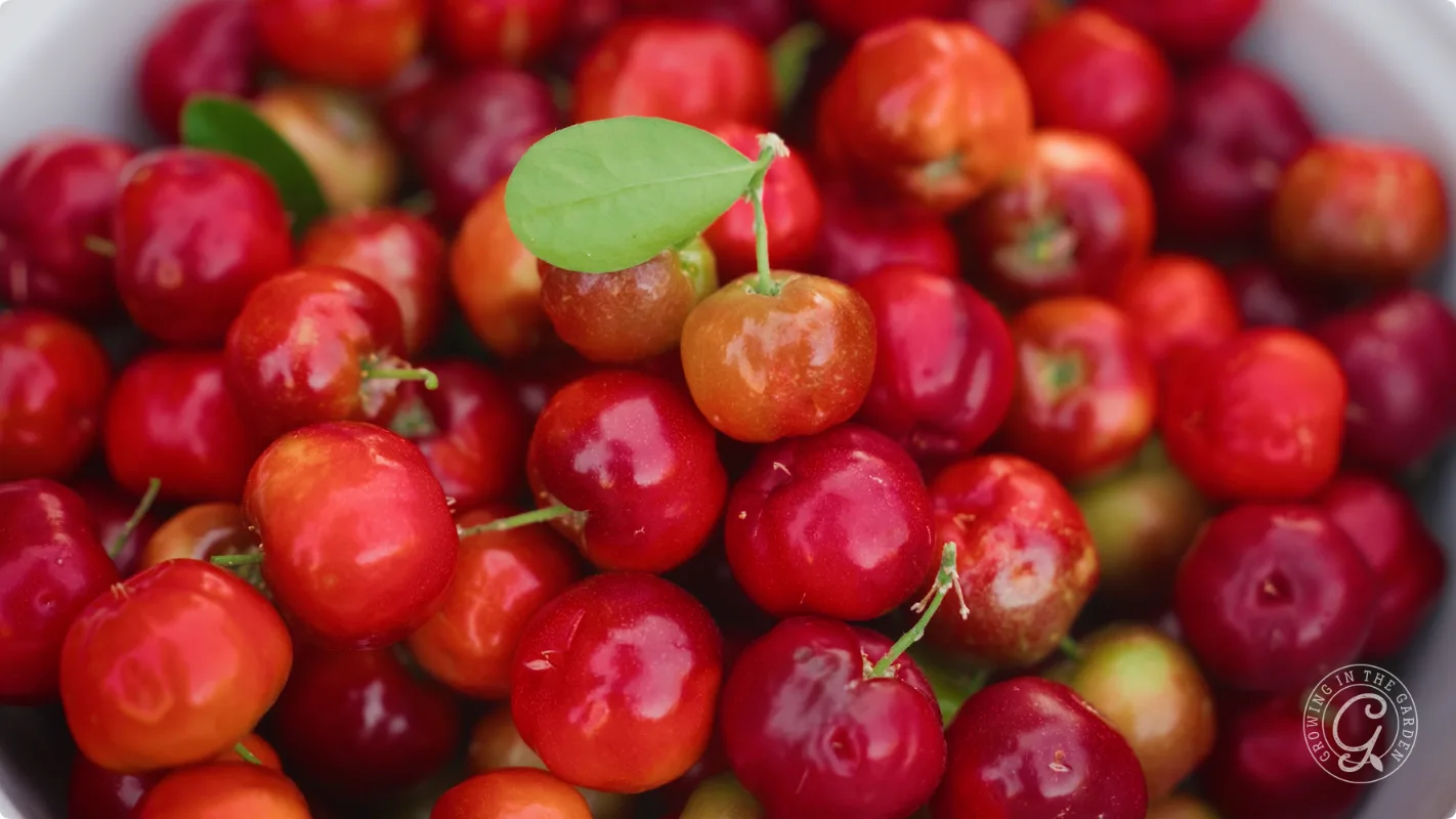 A pile of ripe, red acerola cherries with one green leaf on top.