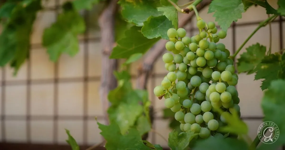A cluster of green grapes hanging on a vine with green leaves in the background, showcasing one of the best fruit trees for hot climates.