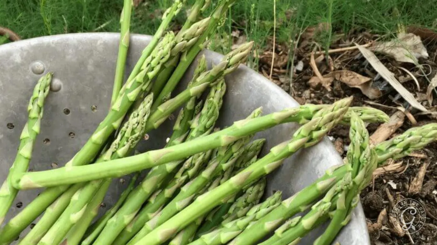 Fresh green asparagus spears in a metal colander.