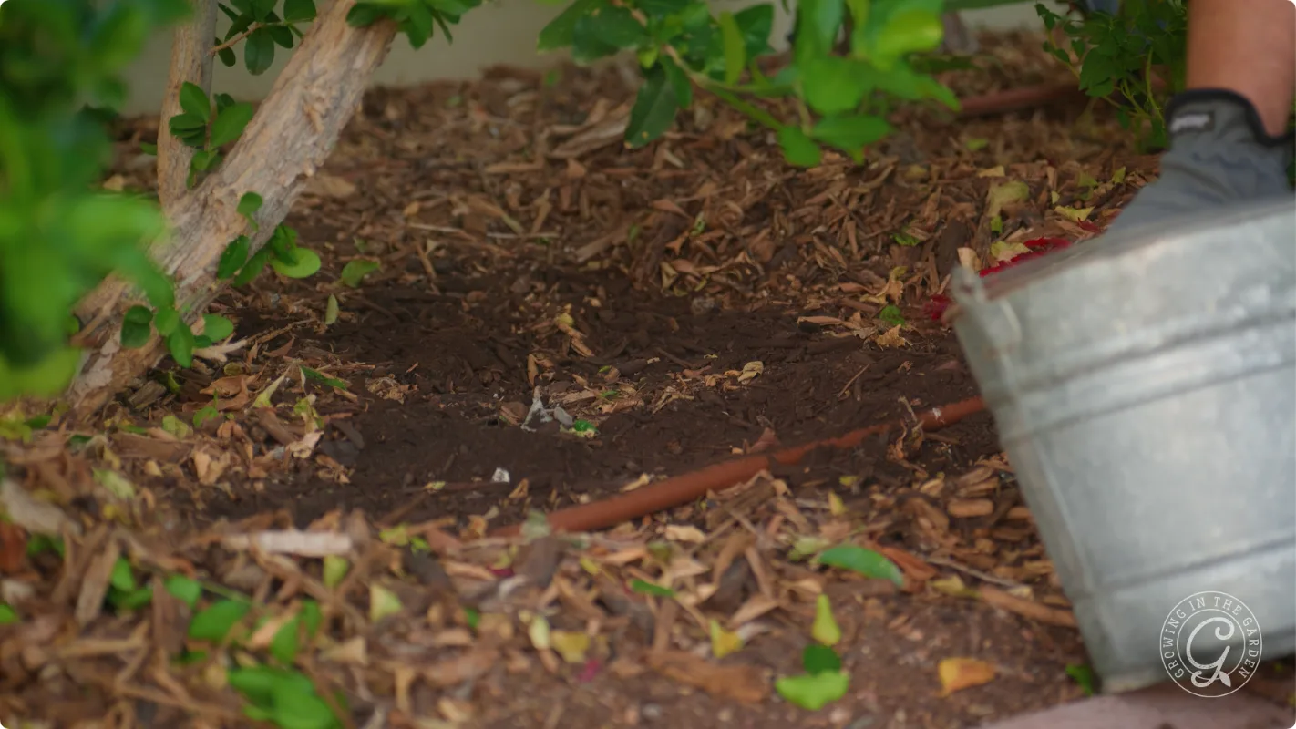 A metal watering can pours water onto soil under a tree with green leaves and mulch on the ground.