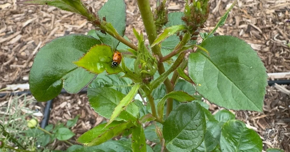 A ladybug sits on a green rose bush leaf in a garden with mulch in the background, ready to help get rid of aphids naturally.