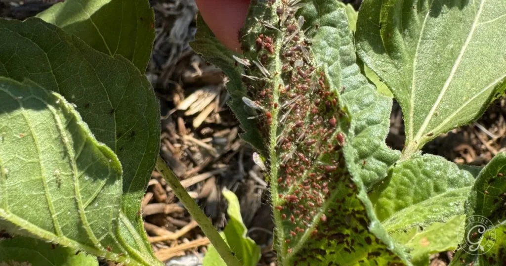 A close-up of a plant leaf infested with numerous small green and brown aphids, highlighting the need to get rid of aphids before they cause further damage.