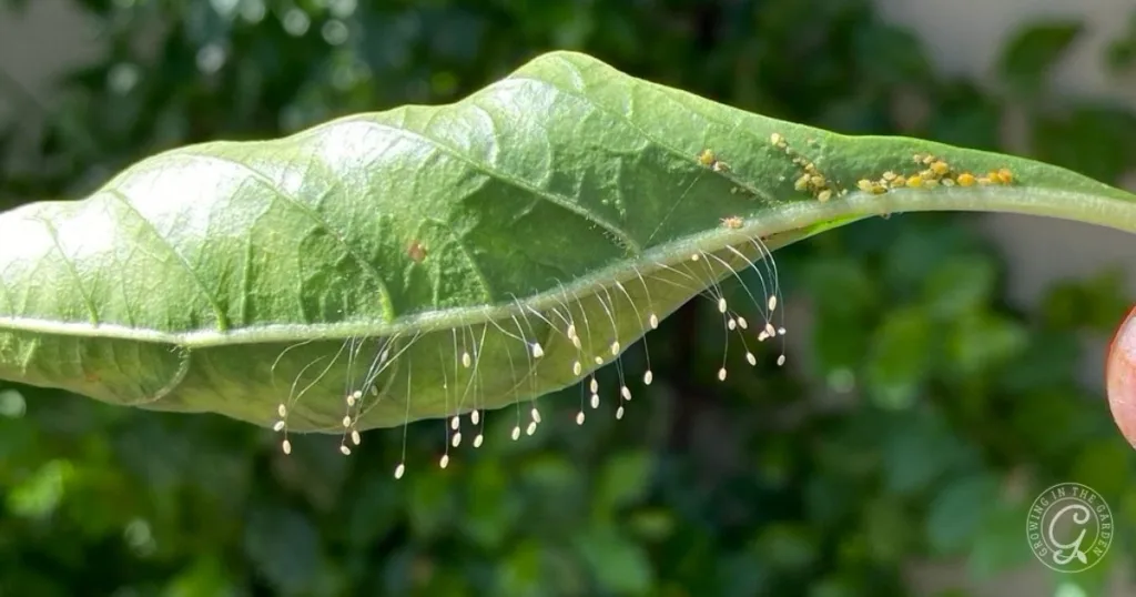 A green leaf with tiny yellow aphids and white, thread-like lacewing larvae eggs attached underneath—nature’s way to get rid of aphids naturally.
