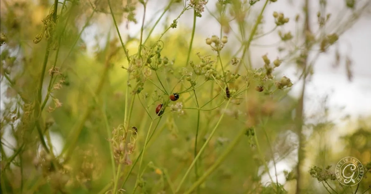 Close-up of green plants with several ladybugs and insects crawling on thin stems and leaves, a natural way to get rid of aphids.