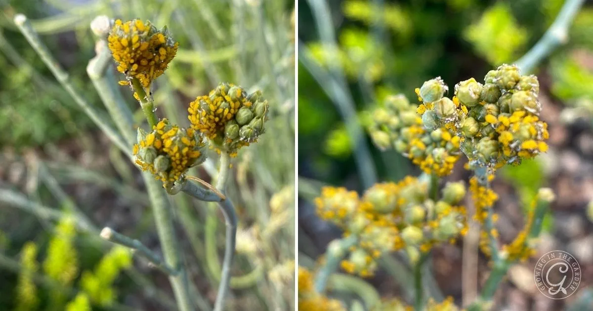 Close-up of yellow and green flower buds on thin stems, shown in two side-by-side photos&mdash;perfect for identifying garden plants or learning how to get rid of aphids naturally.