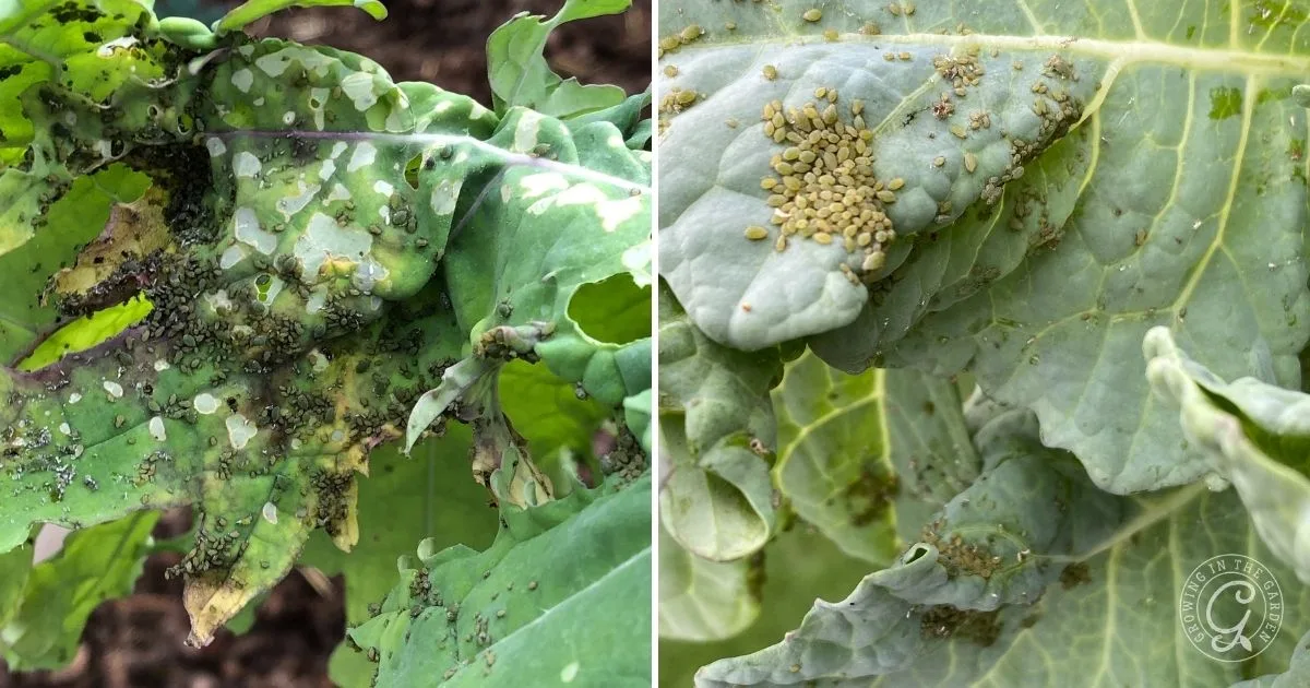 Two leafy green plants are infested with clusters of small green aphids on their leaves, highlighting the need to get rid of aphids to keep the plants healthy.