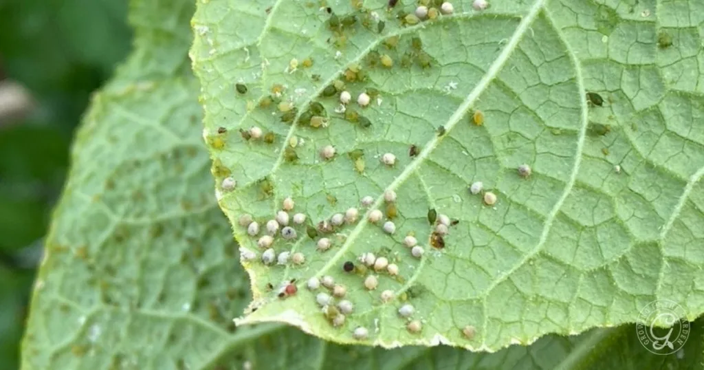 Close-up of a green leaf infested with tiny aphids and eggs clustered on its surface, highlighting the need to get rid of aphids for healthy plant growth.