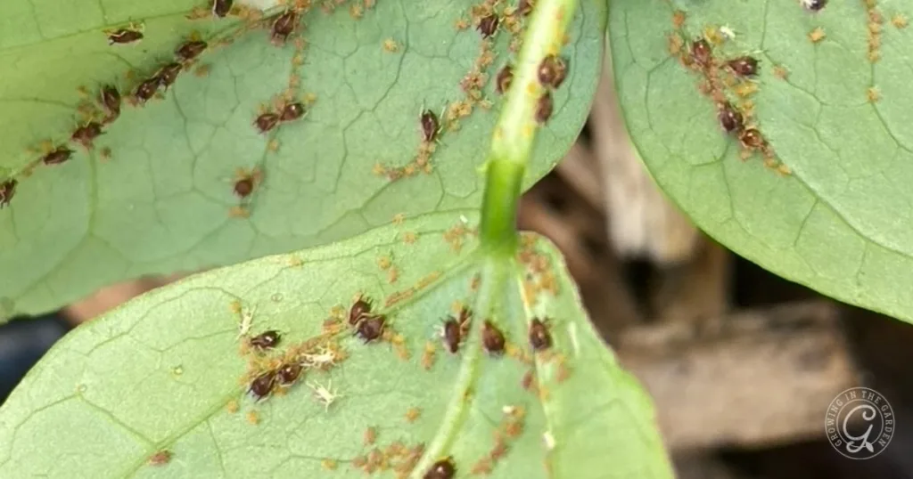 Close-up of green leaves infested with small brown aphids clustered along the veins, highlighting the need to get rid of aphids for healthier plants.