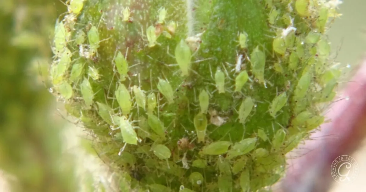 Cluster of small, green aphids covering a plant stem, displaying infestation on a blurred background&mdash;highlighting the need to get rid of aphids for healthier plants.