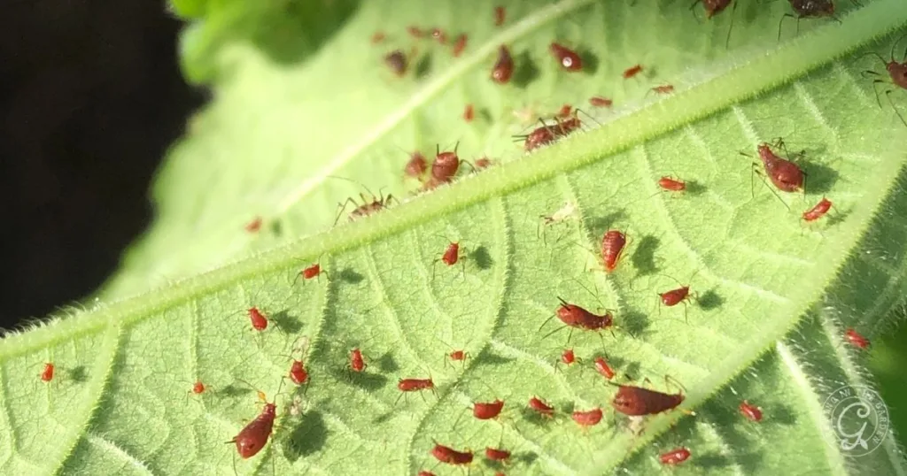 Close-up of a green leaf infested with many small red aphids clustered on its surface, highlighting the need to get rid of aphids to protect plant health.